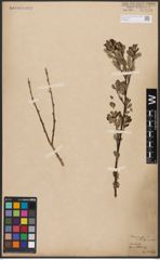 Foto von Salix aurita L.